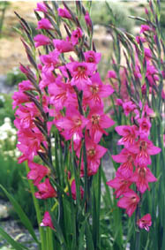 Gladiolus bizantinus